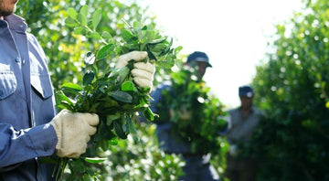 Comment se cultive la yerba maté ? - El Gaucho