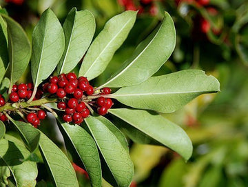 Variétés de Yerba Maté - El Gaucho